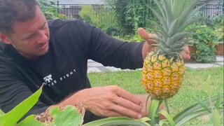 吃菠萝剩下的菠萝头别扔，花一年半的时间，还有可能收获一颗全新的菠萝