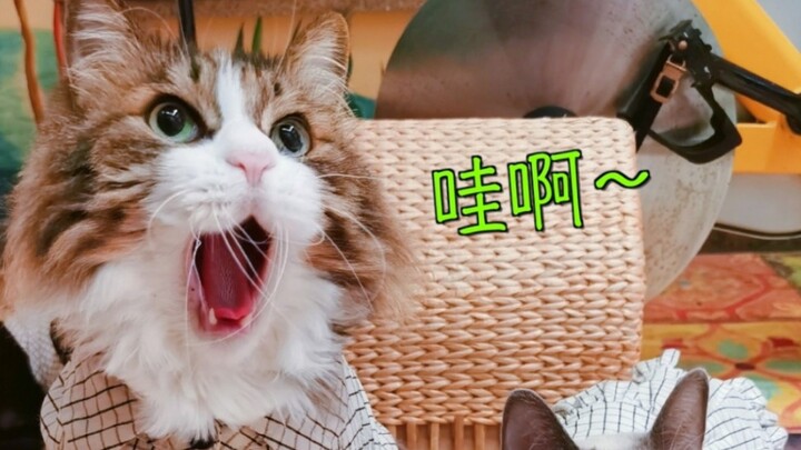 猫咪的攀爬能力究竟有多强？