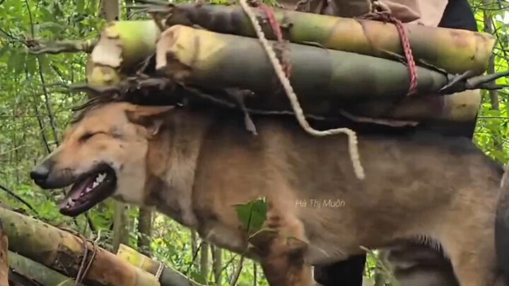 Rất ngoan đấy, giúp mang măng trúc