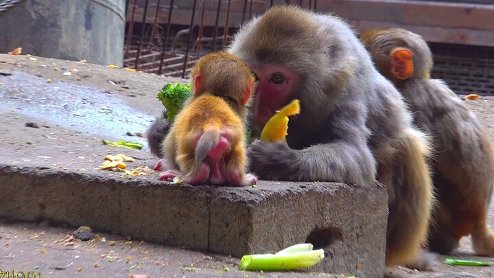 The wise monkey mom’s boundless compassion gently guides her own kids with patience, while showing i