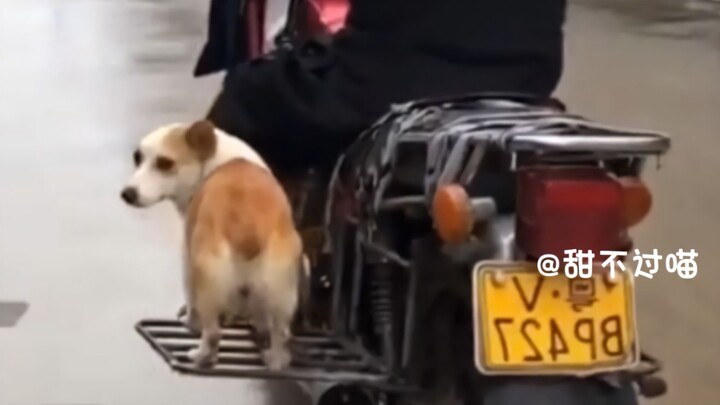 جدّي، اركب أسرع! من خلفنا على وشك اللحاق بنا!