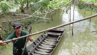 Dọn giàn bầu sau cơn mưa. Lẩu dồi trường cải chua - Bin Đen Miền Tây # 245