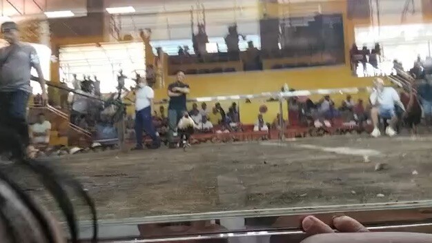 Magic grey from : quezon 🐓