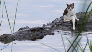 "Kucing: Perhatikan baik-baik, aku hanya akan mengajarimu sekali saja."