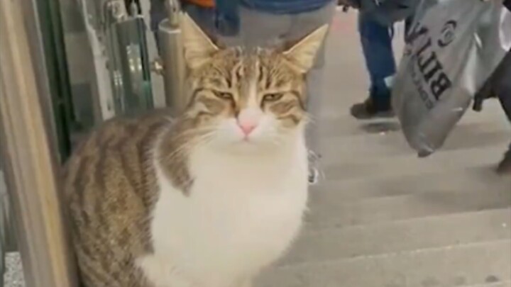 Istanbul adalah kota pencinta kucing; warga setempat benar-benar membuat para kucing merasa aman dan