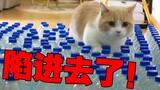 当饥饿的猪被200个塑料瓶堵住时...？！