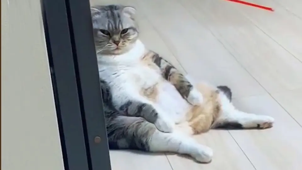 Hilarious Cats Who'll Conquer your Heart - Funny Pet Video - Bilibili