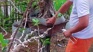 proses pasukan ficus/bringin,yang minat bisa dm/wa.085936169980