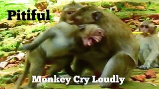 Pitiful Monkey Cry Very Loudly, Monkeys Attack Little Cry Very Loudly, Rose And Rex Monkey Scare