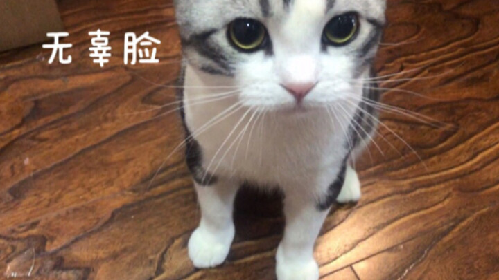 แมวทำผิดไม่ยอมขอโทษ! หรือว่าแมวของฉันเข้าสู่วัยรุ่นแล้ว?