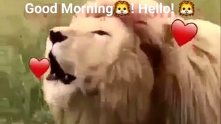 Good mood ang lion