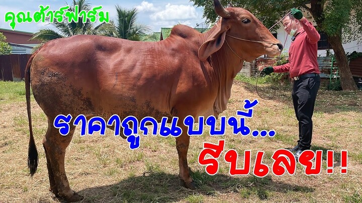 คุณต้าร์ฟาร์มมีวัวเปิดแบ่ง วัวท้อง วัวแม่ลูก ราคาถูกคุณภาพคุ้มราคา
