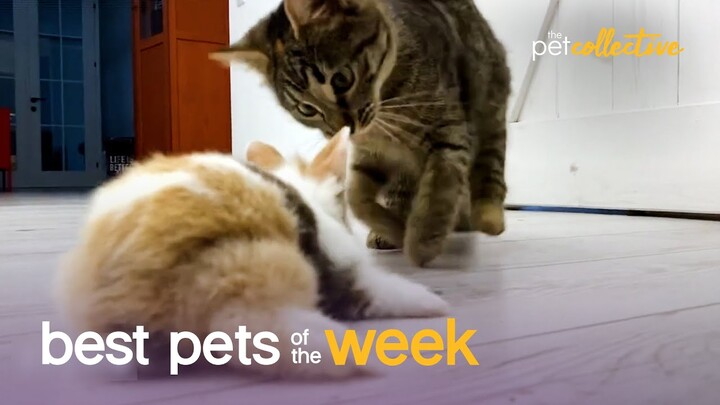 Animal Odd Couples Who Are BFFs  | Best Pets of the Week
