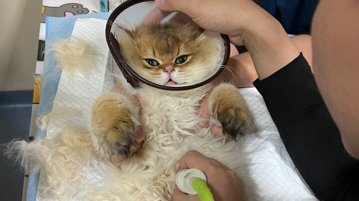 Dakar has tested positive for feline panleukopenia…