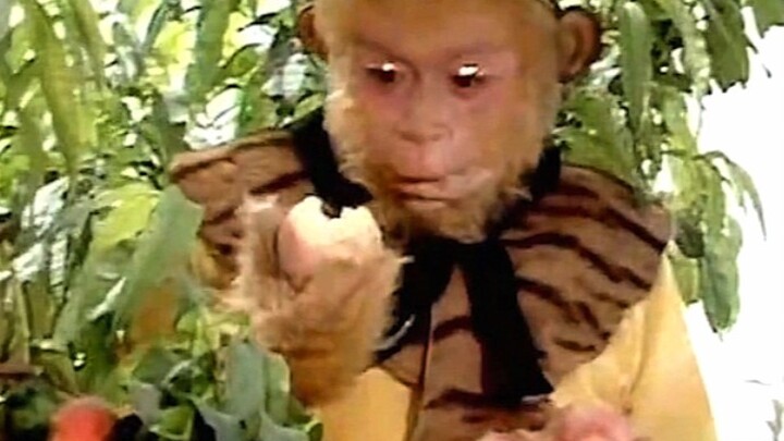 لم أكن أعرف في صغري أن سون ووكونج بارع في إظهار البراءة والطُّرَّة هكذا!