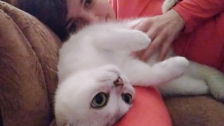 เบ็ตตี้ที่รักของฉัน ♥️ ว้าว แมวบริติช ชอร์ตแฮร์