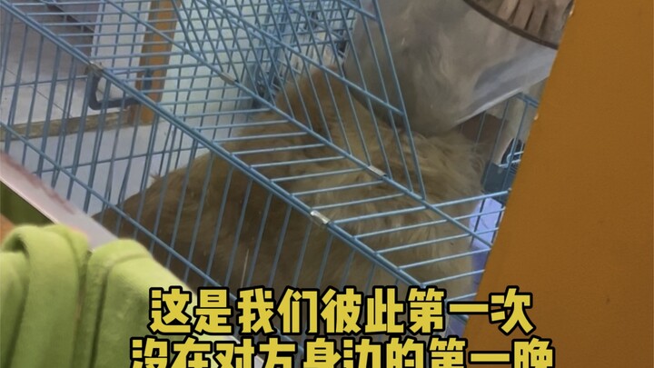 Brave Dog, Not Afraid of Difficulties