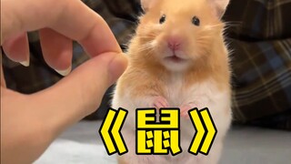 ให้ฉันแสดงภาพหนูน่ารักๆ เพิ่มเติมให้คุณดูอีก พวกมันน่ารักจริงๆ!