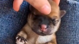 A little yellow dog from childhood to adulthood
