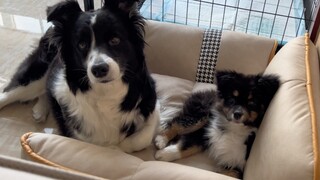 六目相对的日常