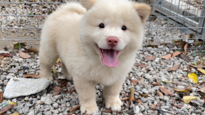 Mampir ke rumah teman dan memilih seekor anjing kampung kecil yang berperilaku lembut dan pendiam; h