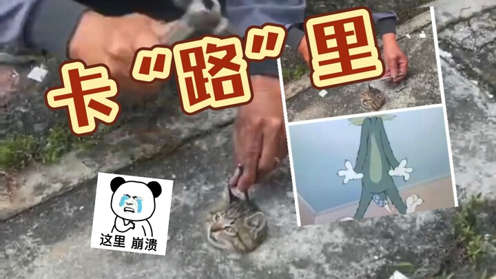小猫成 卡“路”里？急忙救助