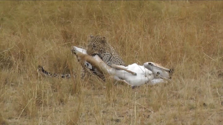 Leopard Hunts a Gazelle | Fast and Fierce Predator in Action | Wildlife 4K