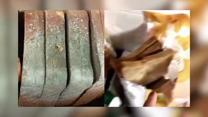 A student fell and suffered a cerebral hemorrhage. The school went to visit him but bought moldy bre