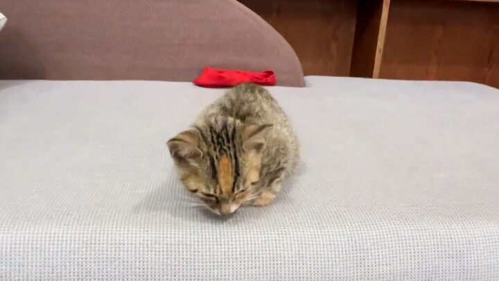 I specially bought a tabby cat to defeat the mice.