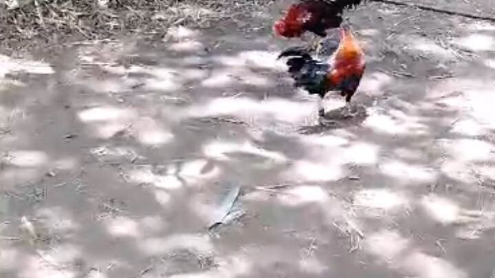 best fight