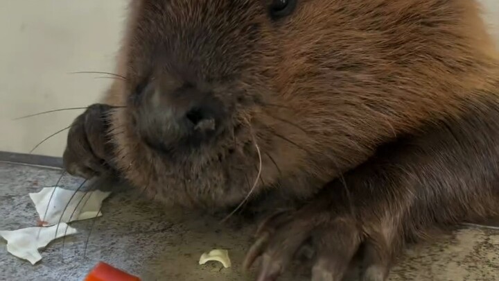 Just watching it eat shows you this little guy is emotionally stable.