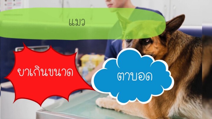ยาฆ่าเชื้อ Enrofloxacin ในสุนัขและแมว by Thai Pet Academy