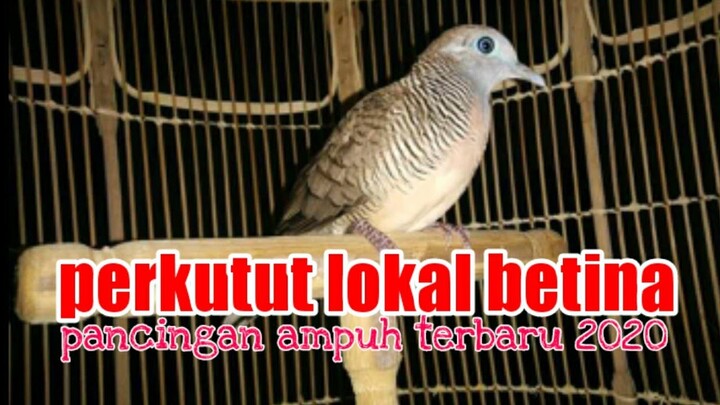 perkutut lokal betina manggung gacor