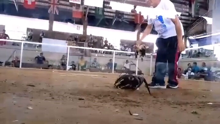 first win 3hits ulutan day champ, passi city cockpit