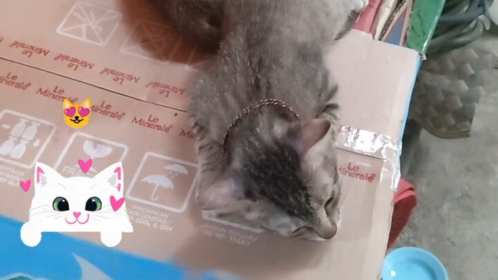 Pada bobo bu ni kucing#cat #kucing