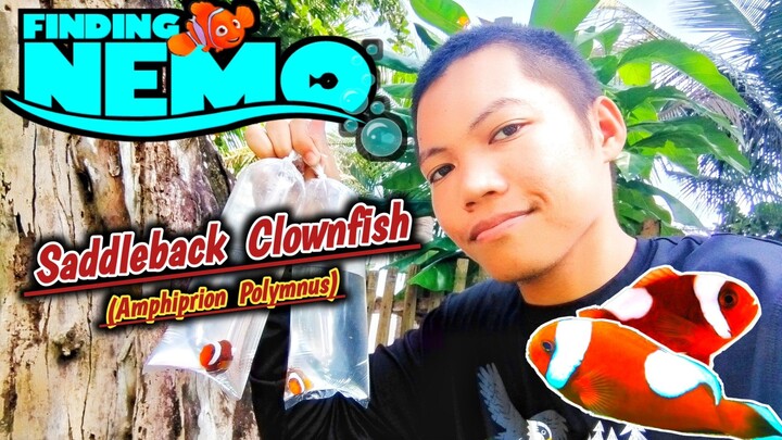 Unexpected Clownfish Hunting