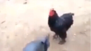Suicide Chicken Attack