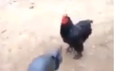 Suicide Chicken Attack