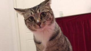 睡觉醒来后，一回头发现两只猫猫蹲在身后看着我......