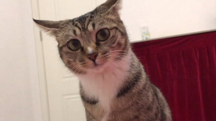 After waking up from sleep, I turned around and found two cats squatting behind me, staring at me...