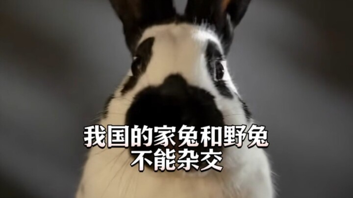 Why Can’t Domestic Rabbits and Wild Rabbits Be Crossbred?