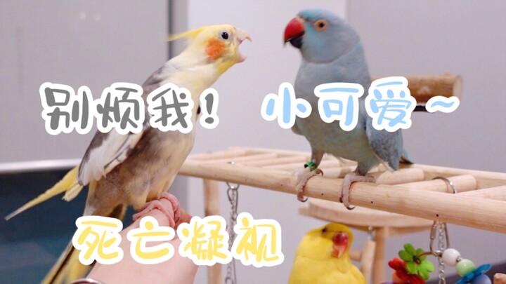 Tiểu lam trong sáng trực tiếp quan sát…