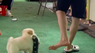 体育生光脚逗狗的神！！！我的感觉是不会骗我的。