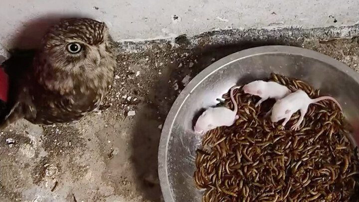 Owls have dinner—plenty to eat!
