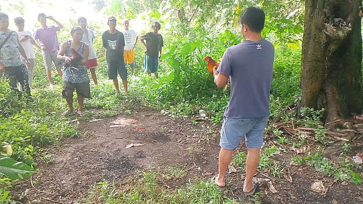 2x winner manok ni bayaw