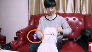 [Xiao Zhan incident] The disqualified internet celebrity actually fed the cat poisonous cat food Whi