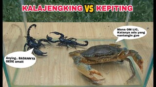 EKSPERIMEN: KALAJENGKING vs KEPITING [BATTLE] Capit Mana yang Terkuat