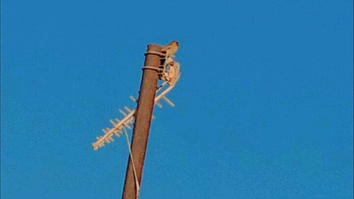 #sparrow #Oman #Ahmad