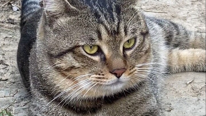 What Kind of Cat Is This? Let’s Get to Know Nine Different Cat Breeds!