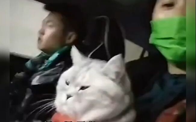 Sepertinya tahun ini aku juga bakal bawa kucing pulang.